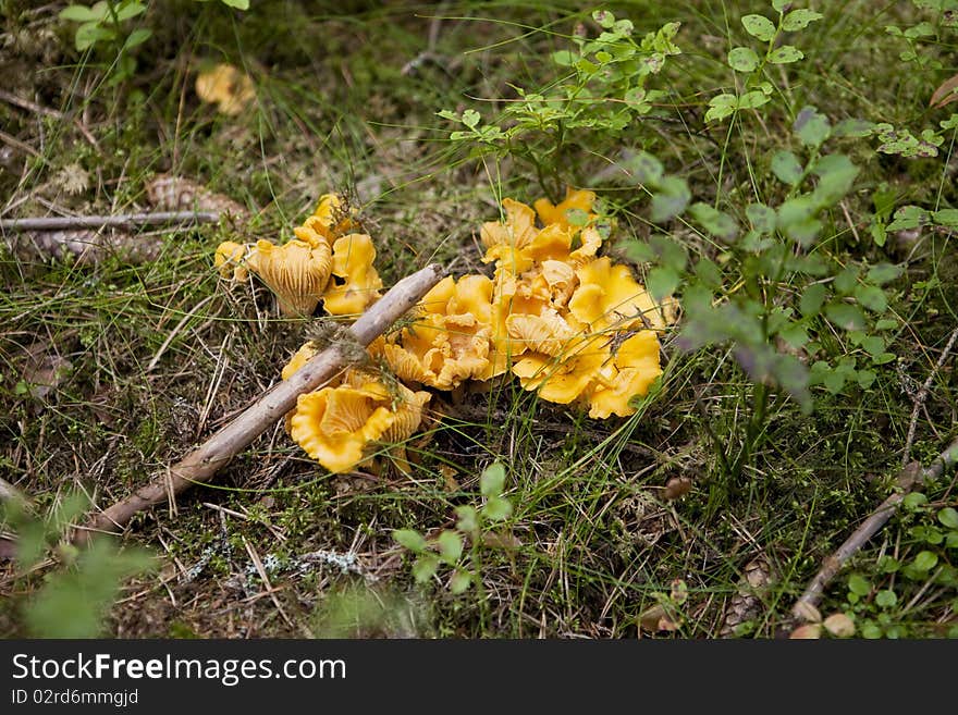 Chantarelles