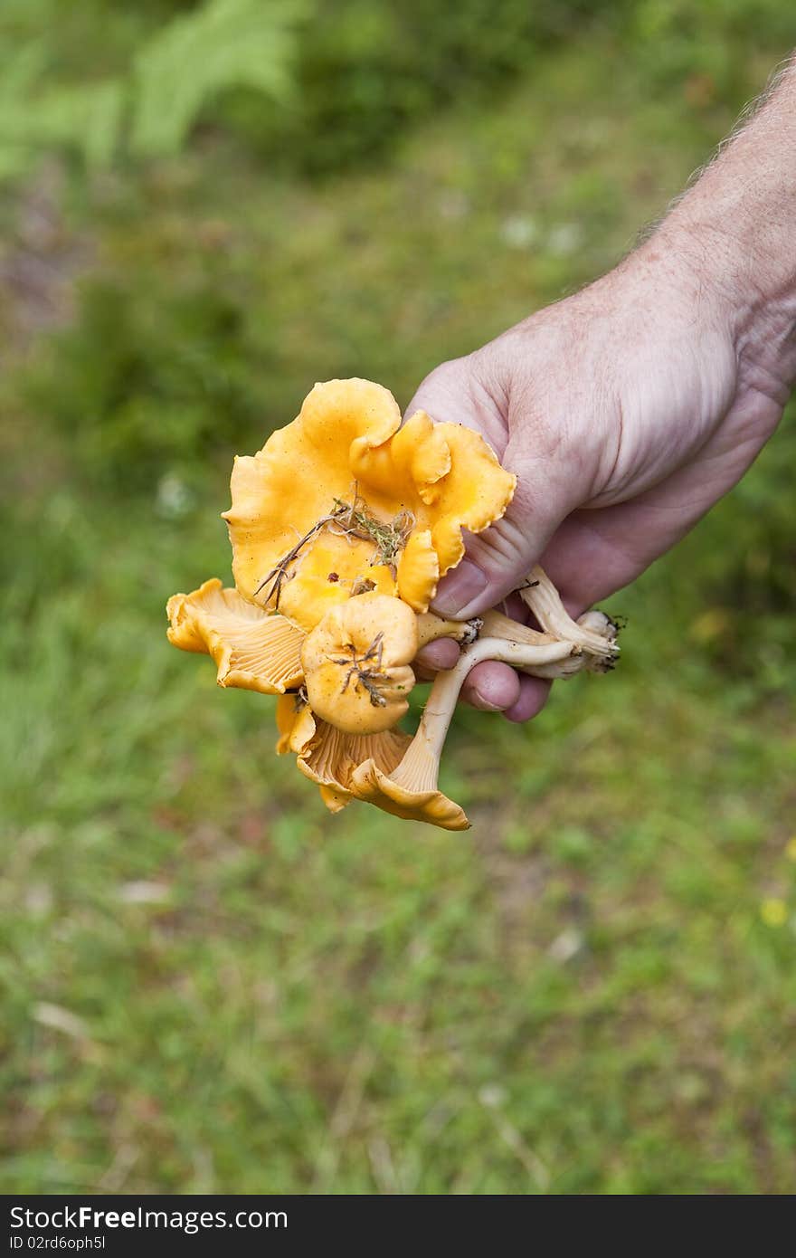 Hand holding a bunch of Chantarelles