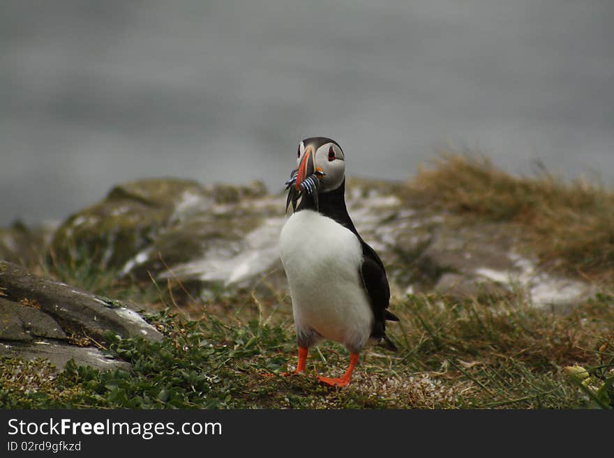 Atlantic Puffin With Sandeels