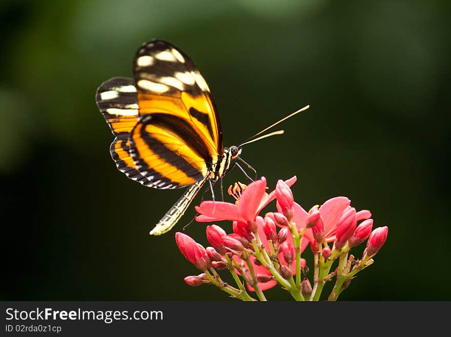 Butterfly sitting on a red flower