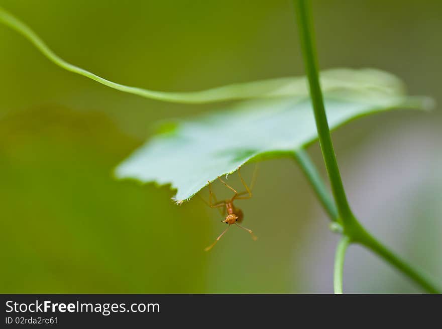 This picture is an ant under the leaf