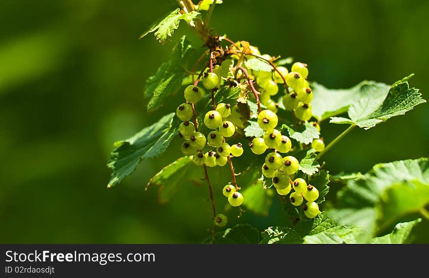 Green unripe currant on bush