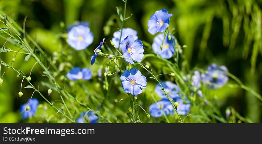 Blue flower