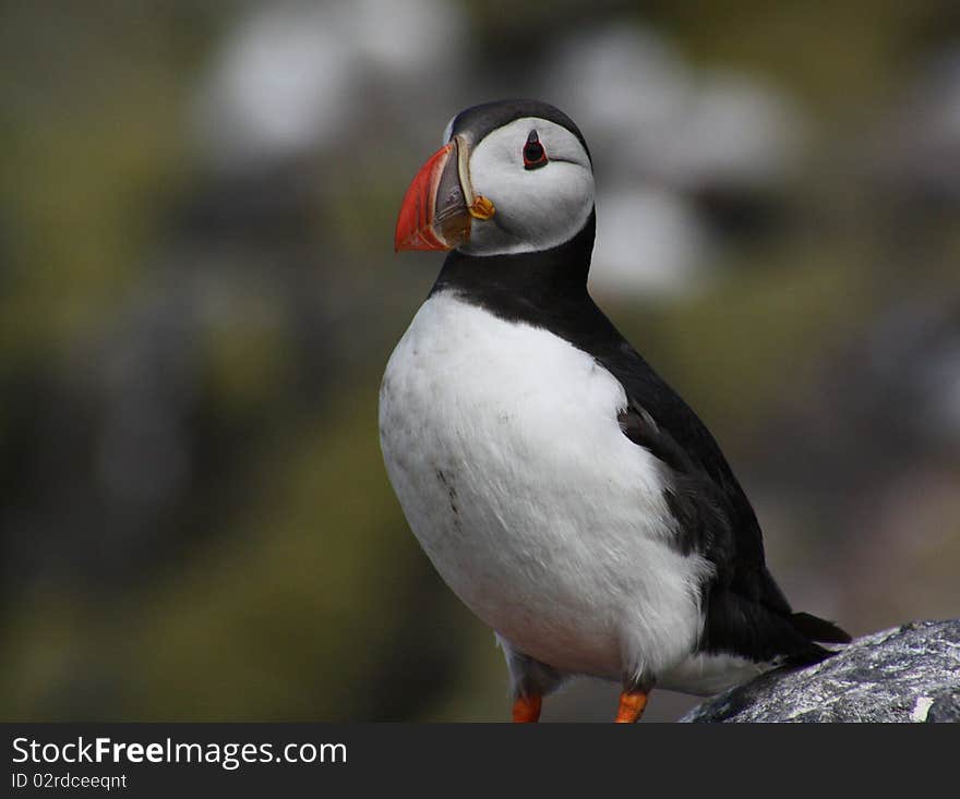 Atlantic Puffin