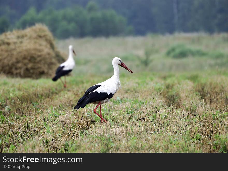 Two storks