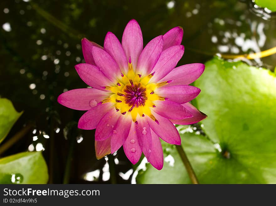 Pink Lotus in my garden