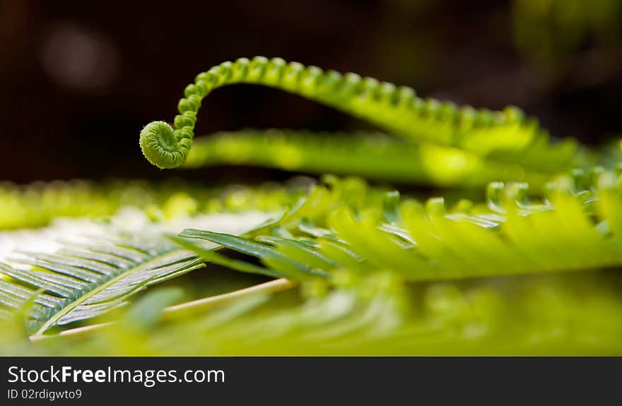 Curling Green Leaf