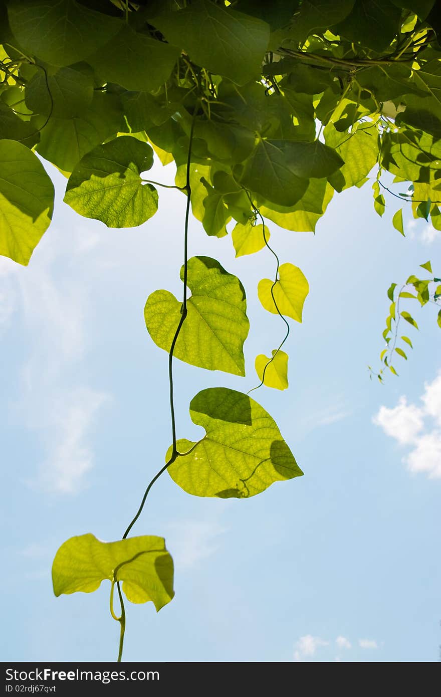 Pipevines leaves on the sky background. Pipevines leaves on the sky background