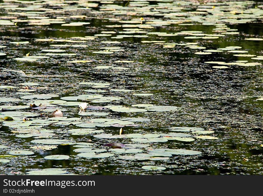 Water lilies swimming on the surface of the pond