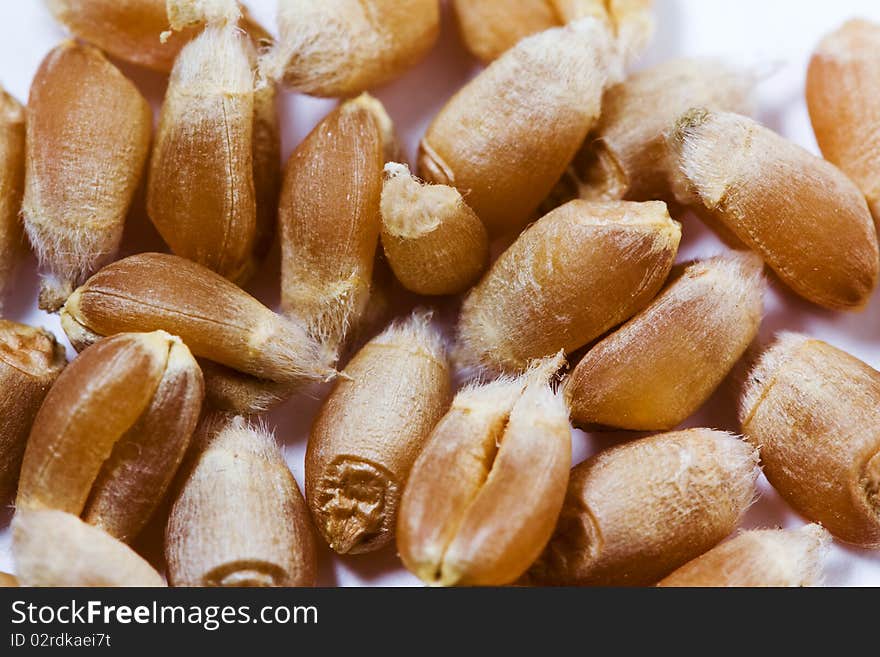 Some the ripened grains wheat photographed close up. Some the ripened grains wheat photographed close up