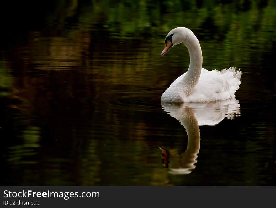 Swan in a pond