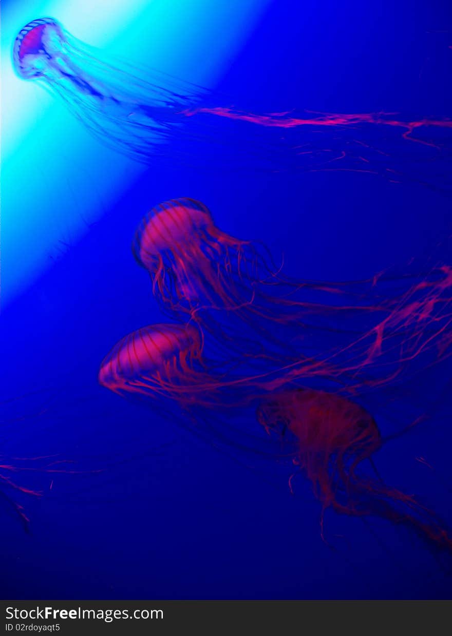 Red Jellyfish going towards the Light.