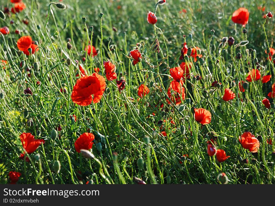 Red poppies on green meadow