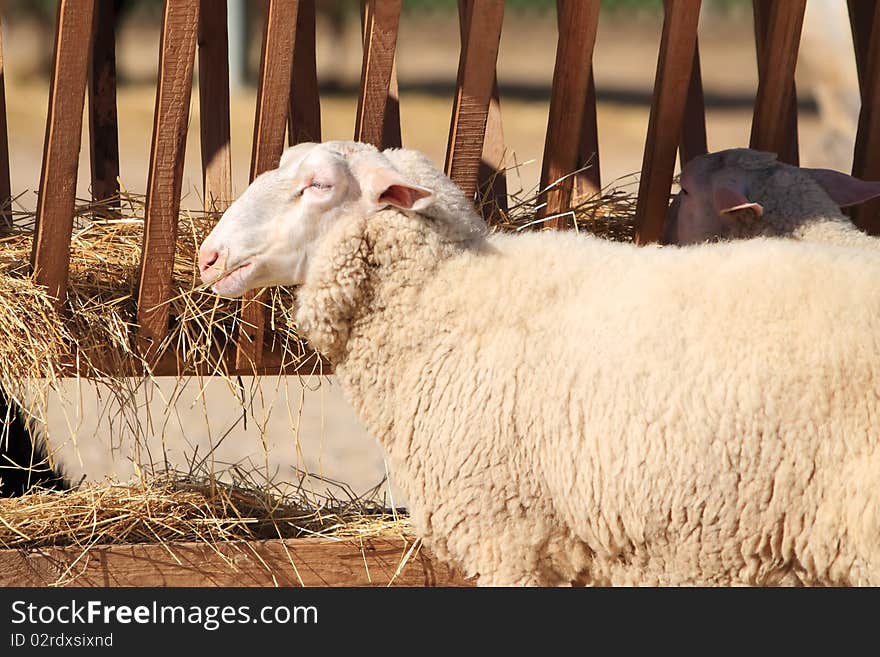 Sheep eating hay in barnyard