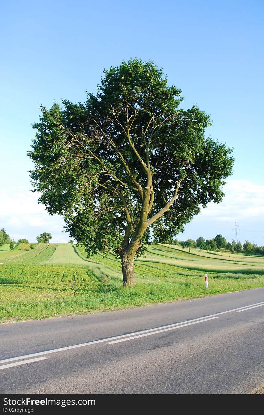 A deserted country road running through some green fields