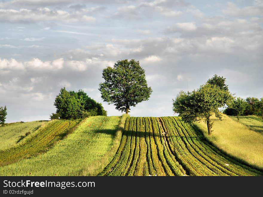 Agricultural landscape