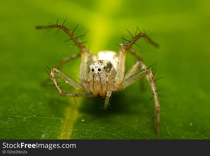 Crab spider