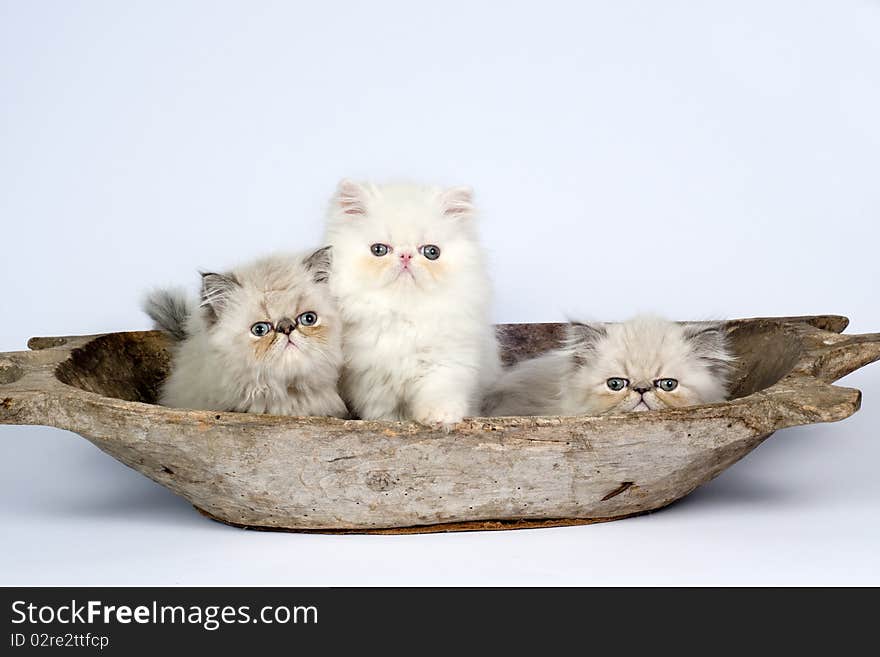 Persian kittens