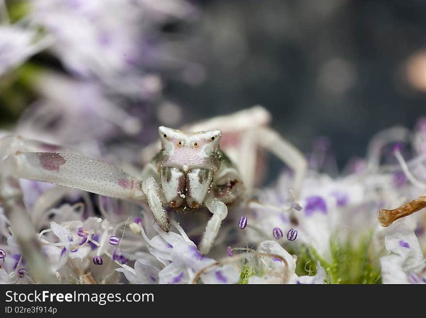 Crab spider