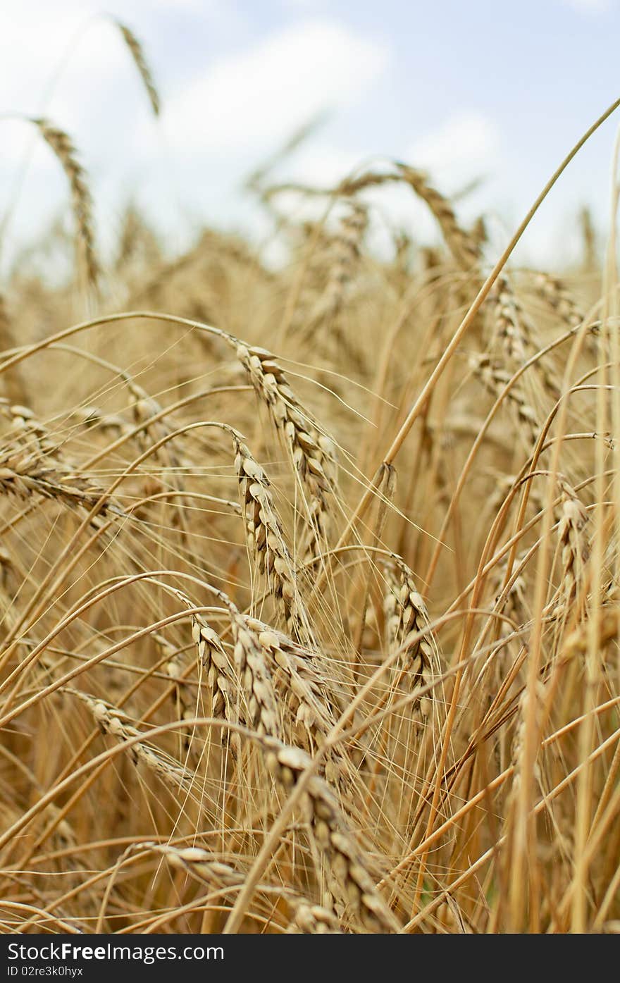 Yellow wheat ready to be harvested on the farm. Yellow wheat ready to be harvested on the farm