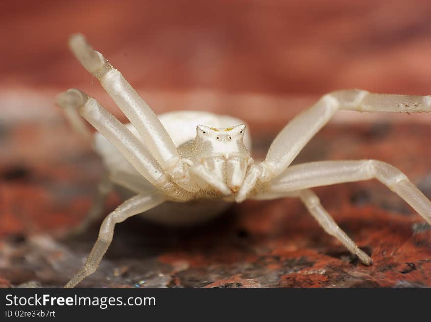 White crab spider