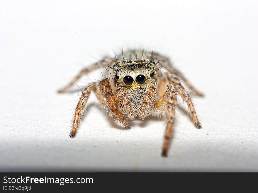 Jumping spider