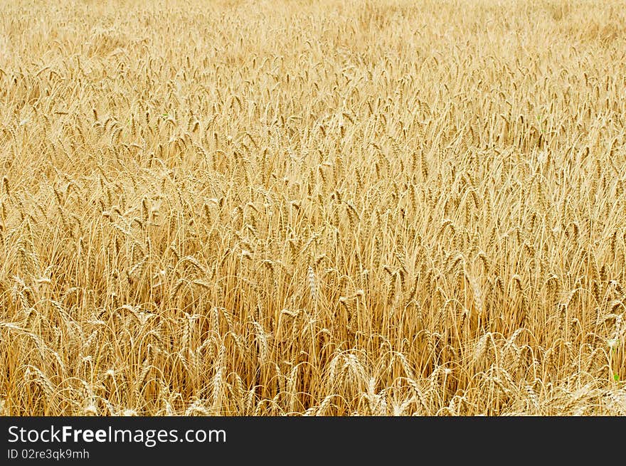 Ripe wheat against blue sky