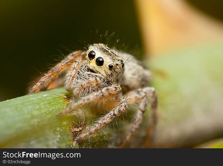 Jumping Spider