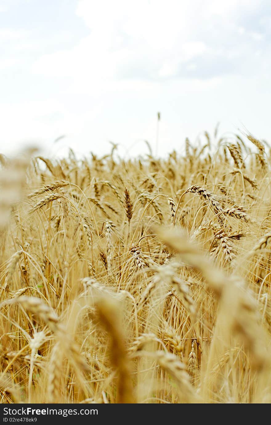 Ripe wheat against blue sky