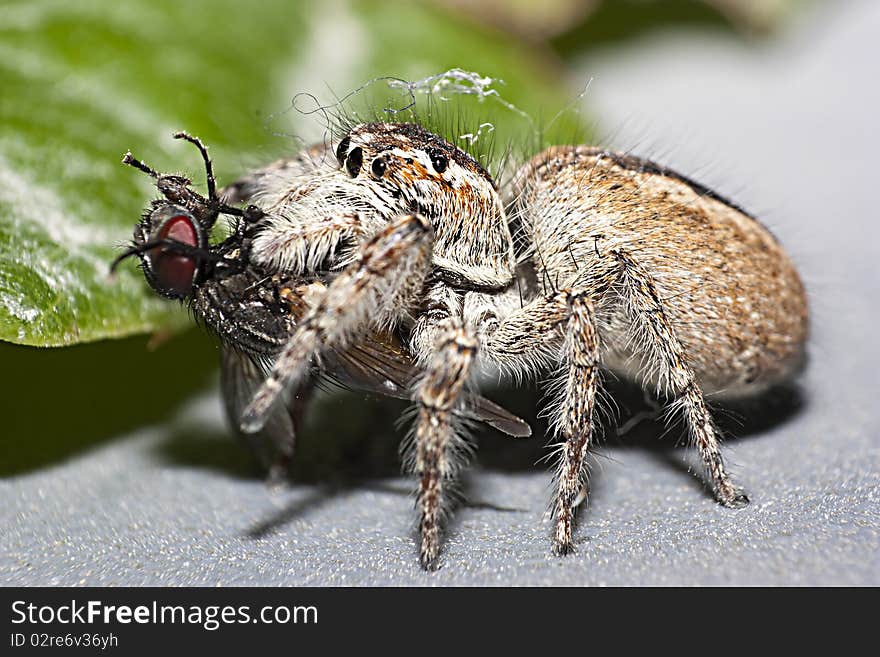 Jumping Spider