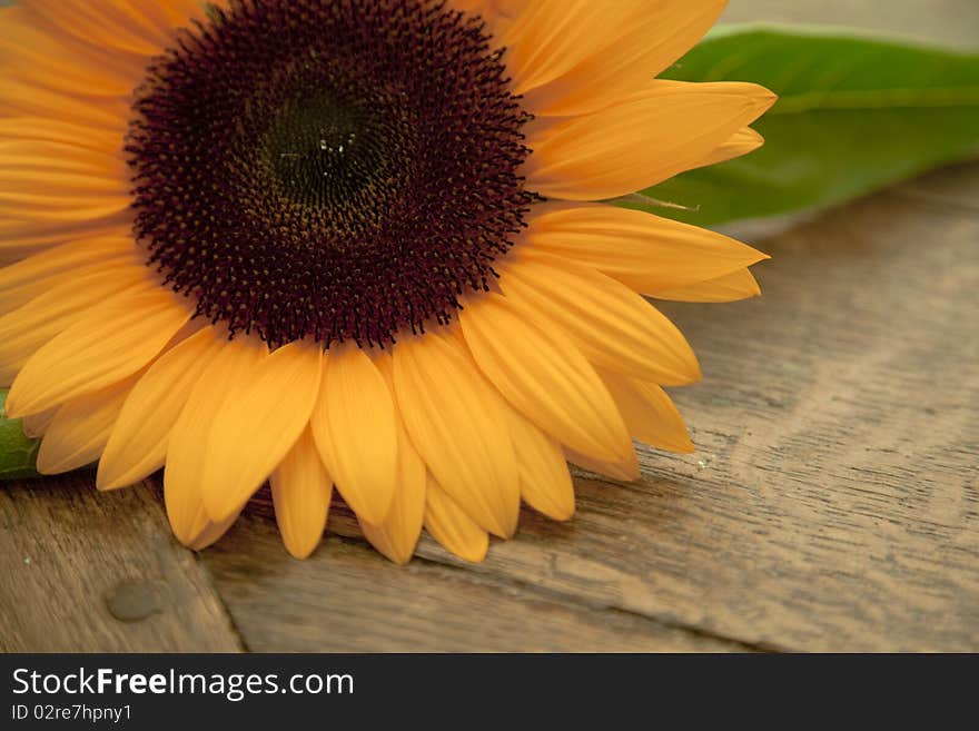 Sunflower on wooden brown background