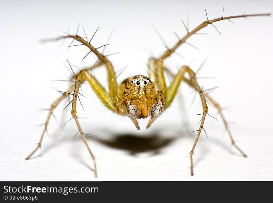 Crab spider