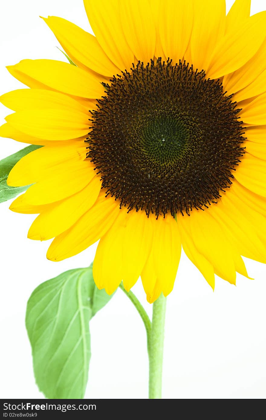 Gorgeous sunflower with green leaves. Isolated over white background