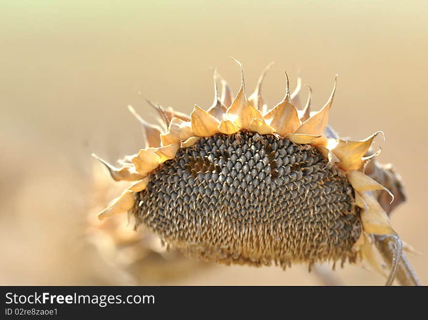 Harvest sunflower seeds