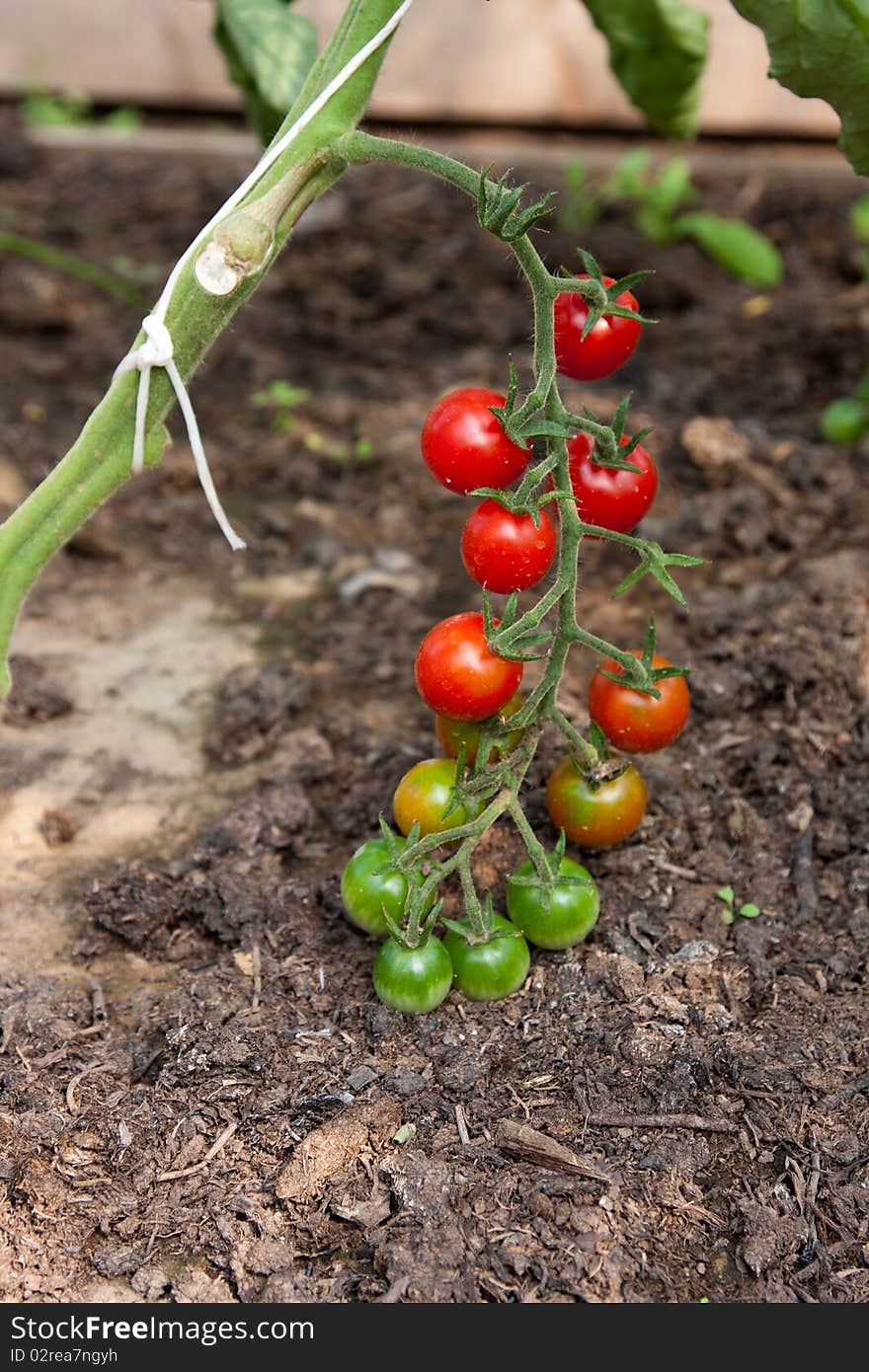 Organically grown cherry tomatoes