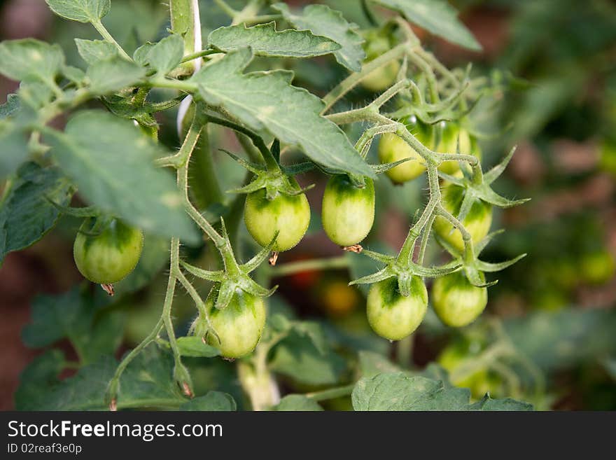 Organically grown tomatoes