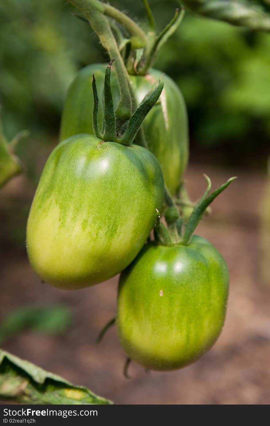 Organically grown tomatoes