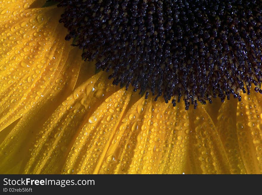 Gorgeous sunflower, with water drops