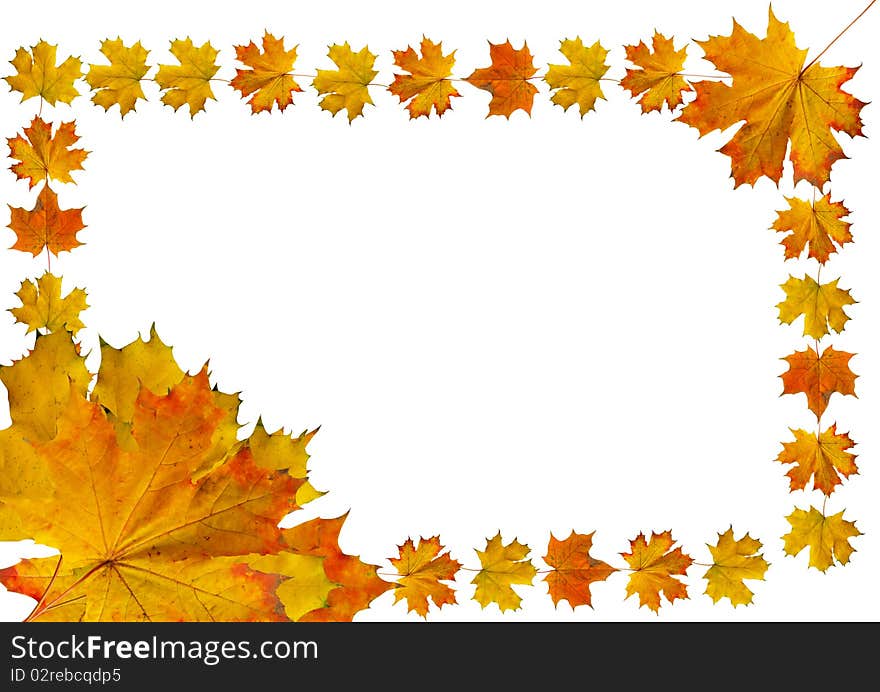 Frame from red and gold of the maple leafs. Frame from red and gold of the maple leafs