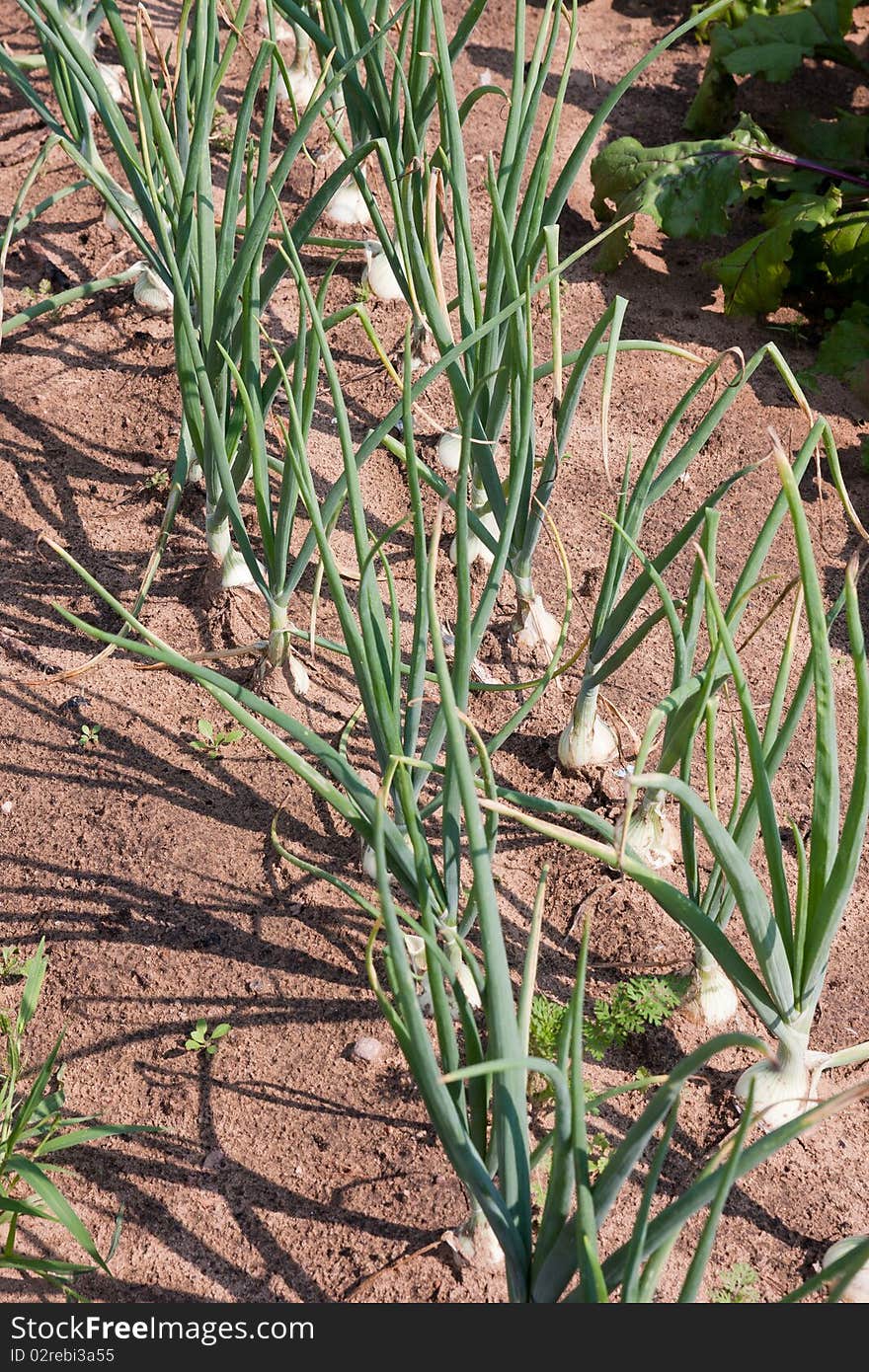 Organically grown onions