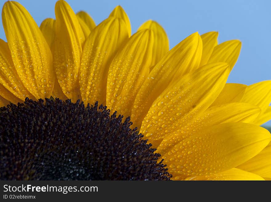 Gorgeous sunflower with green leaves on blue sky.