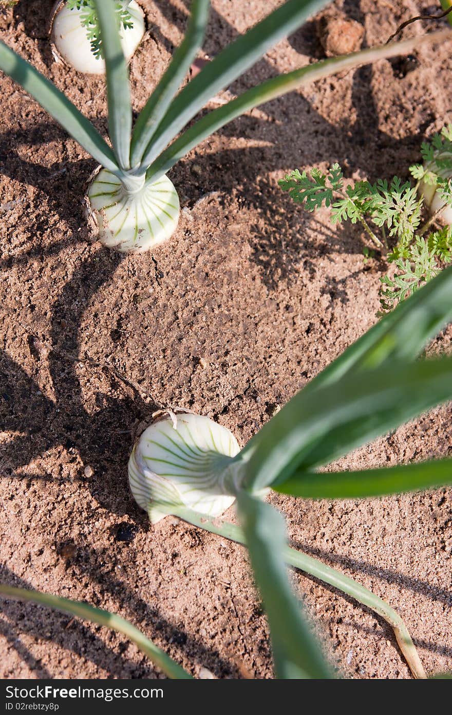 Organically grown onions