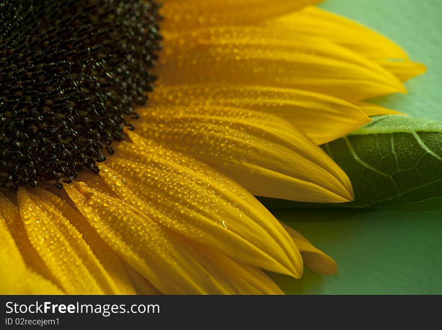 Gorgeous sunflower, with water drops