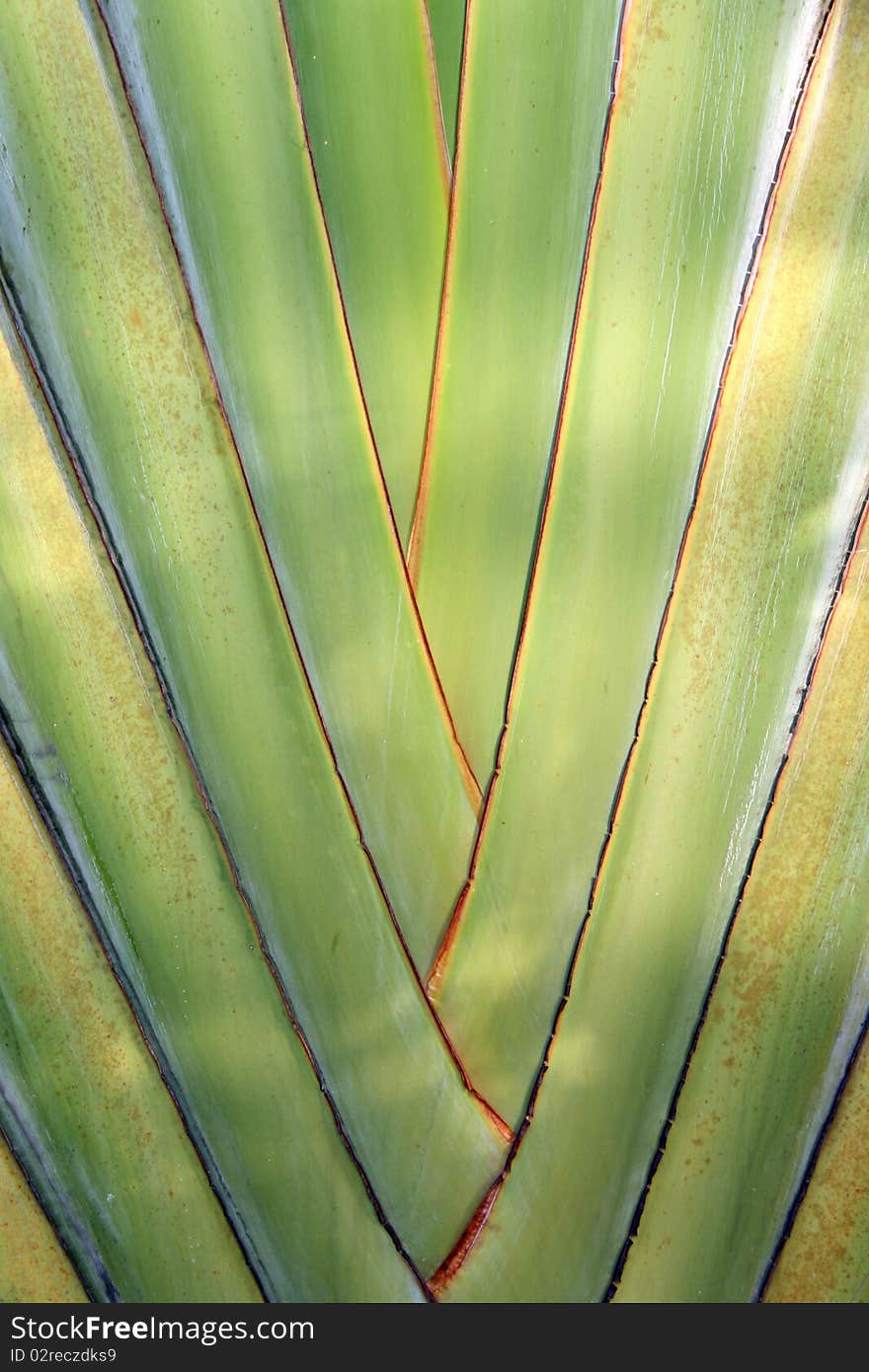 Leaves bases of a tropical palm tree. Leaves bases of a tropical palm tree