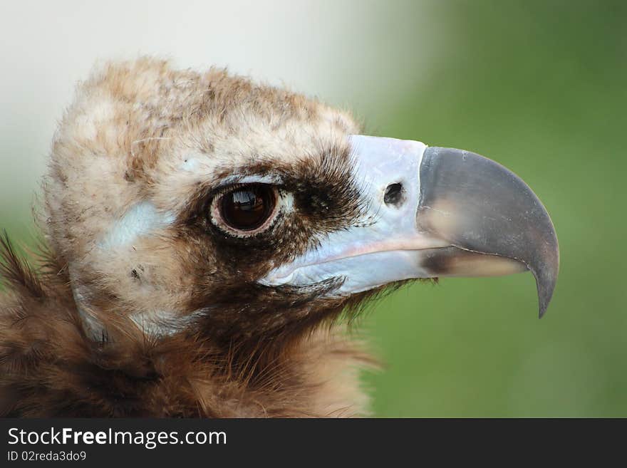 Himalayan vulture close up