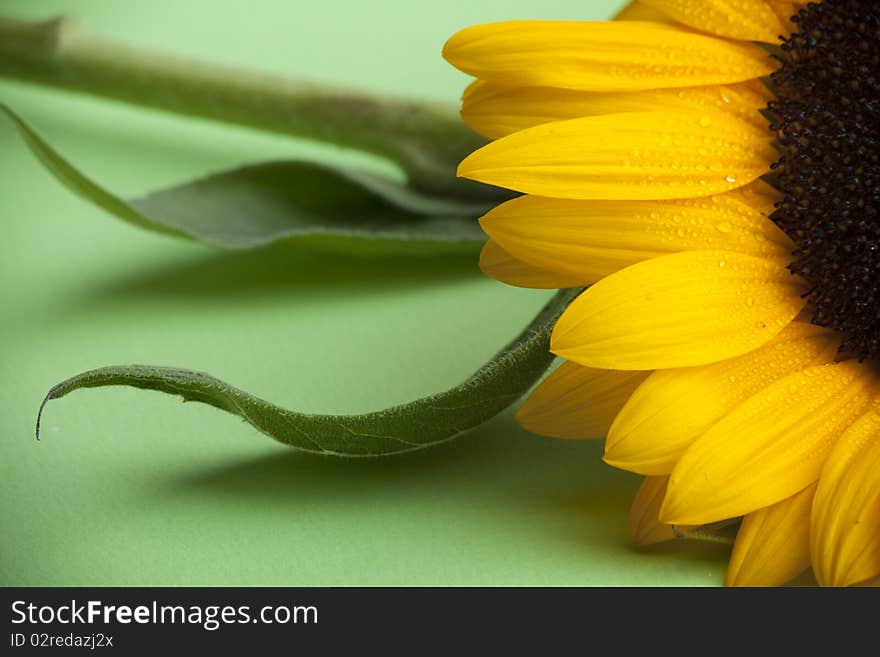 Gorgeous sunflower, with water drops