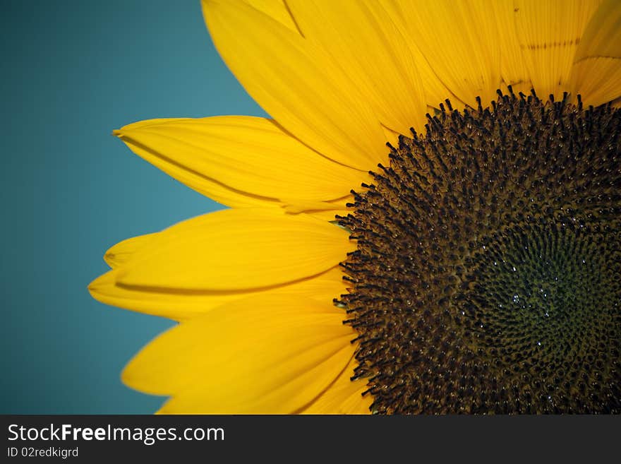 Gorgeous sunflower with green leaves on blue sky.