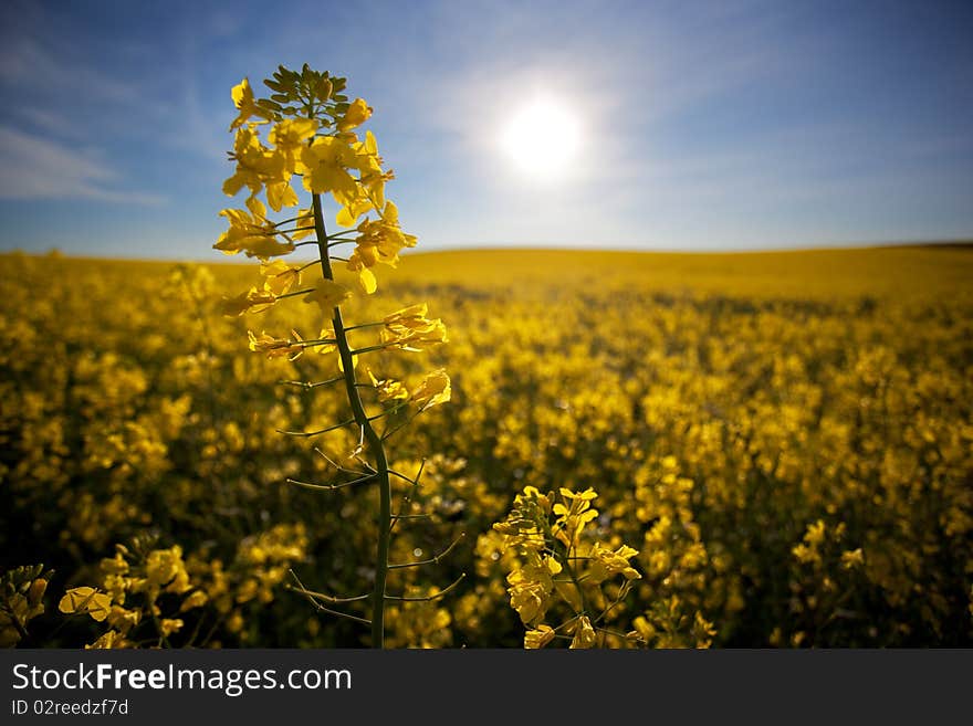 Canola Closeup spring