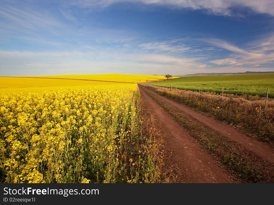 Canola Road Farm