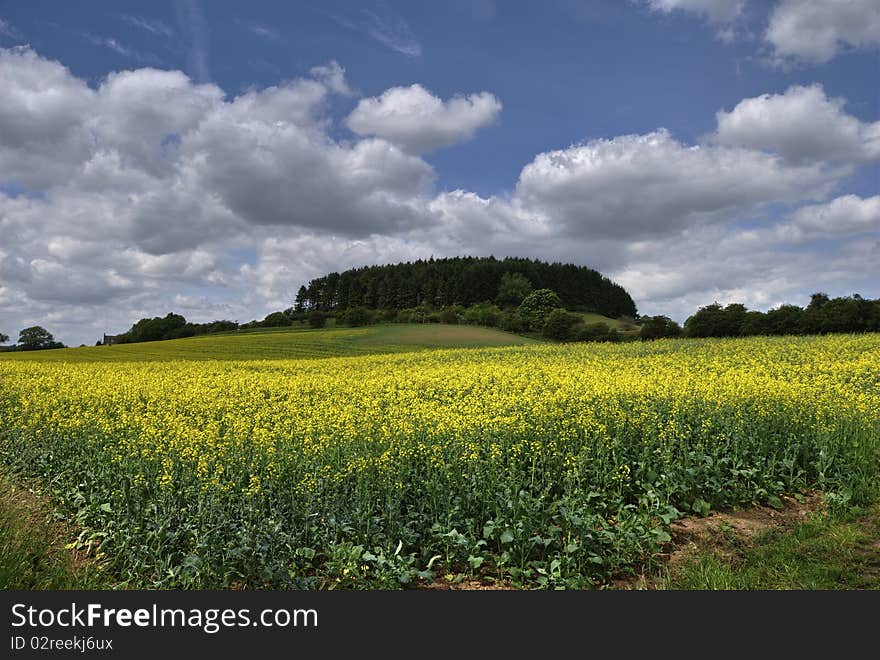 Oilseed Rape field